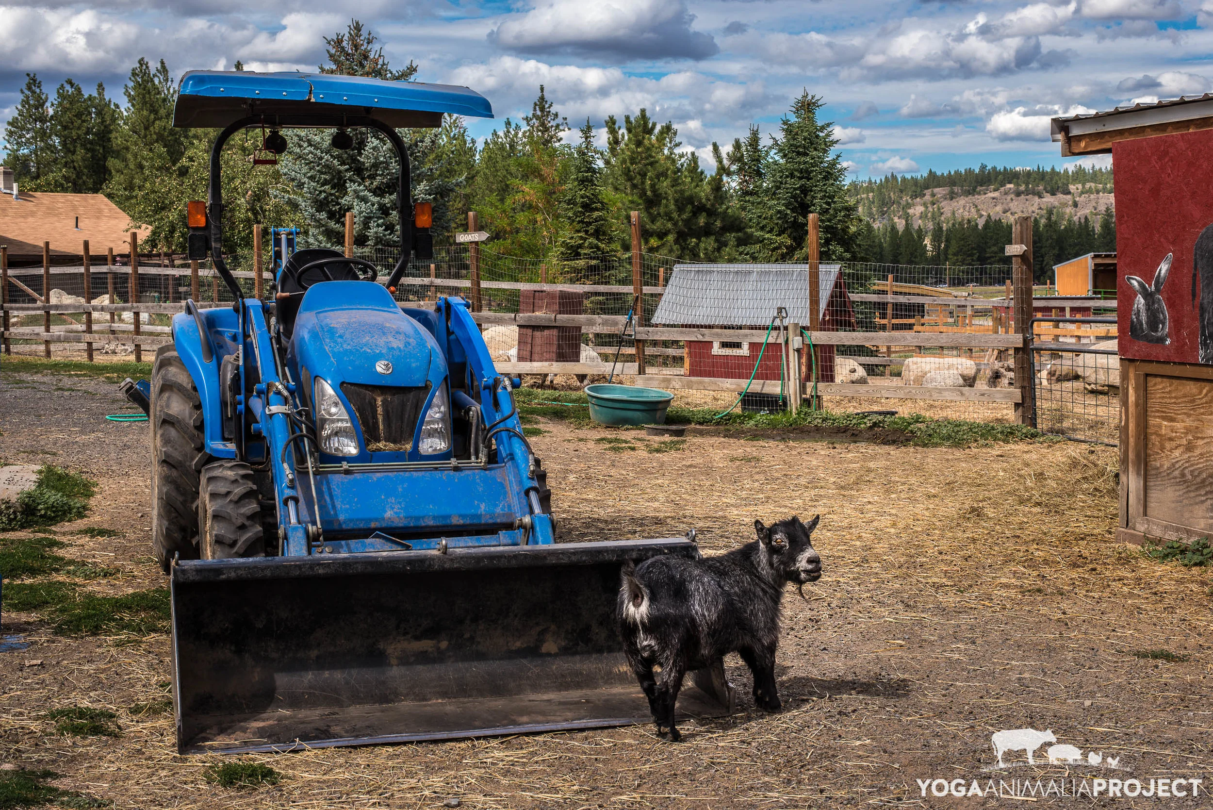 Wish/Sanctuary Welcome to River's Wish Animal Sanctuary - Home
